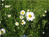 77592518-Ivančice i bube 1.jpg